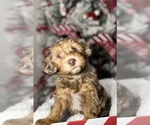 Small Photo #6 YorkiePoo Puppy For Sale in EAGLE MOUNTAIN, UT, USA