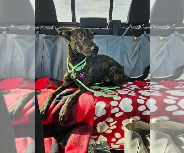 Medium Photo #3 Holland Shepherd Puppy For Sale in Imlay City, MI, USA