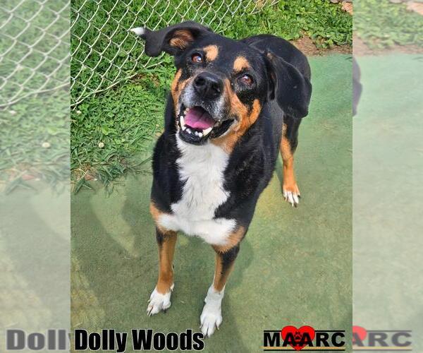 Medium Photo #1 Mutt Puppy For Sale in Maryville, TN, USA