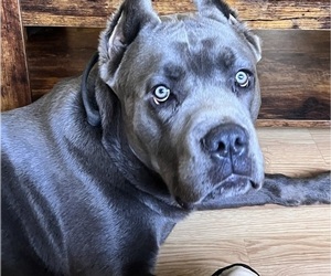 Cane Corso Puppy for sale in HICKORY, NC, USA