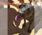 Small #1 Labrador Retriever Mix