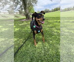 Small #7 Miniature Pinscher