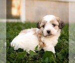 Willow - Female Zuchon Puppy for Sale - Photo #3