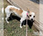Small #2 Chihuahua Mix