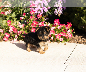 Yorkshire Terrier Puppy for sale in NAPPANEE, IN, USA