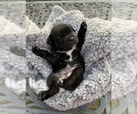 Small Photo #8 Staffordshire Bull Terrier Puppy For Sale in DAWSONVILLE, GA, USA