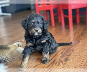 Aussiedoodle Puppy for sale in WESTMINSTER, MD, USA