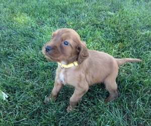 Irish Setter Puppy for sale in GOSHEN, IN, USA