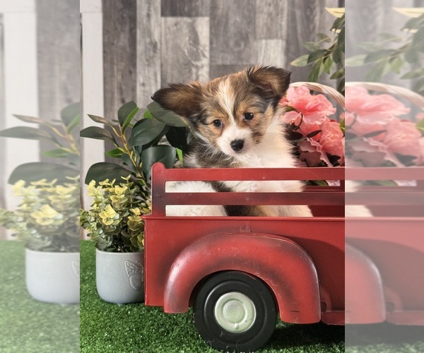 Medium Photo #5 Papillon Puppy For Sale in CANOGA, NY, USA