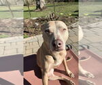 Small #1 American Pit Bull Terrier-Weimaraner Mix