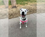 Small #4 Staffordshire Bull Terrier Mix