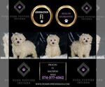 Small Photo #61 Maltipoo (Miniature) Puppy For Sale in WARSAW, IN, USA