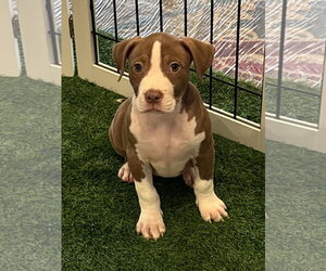 Mutt Dogs for adoption in Sanford, FL, USA