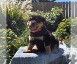 Nellie - Female Rottweiler Puppy for Sale - Small photo