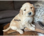 Small Photo #1 Golden Retriever Puppy For Sale in FORDLAND, MO, USA