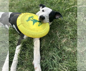 Asher - Male Australian Shepherd-Unknown Mix Dog for Adoption - Photo #3