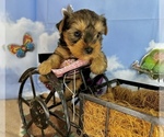 Image preview for Ad Listing. Nickname: Lil Abby