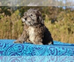 Small #7 ShihPoo