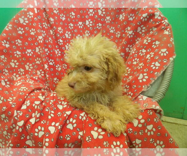 Medium Photo #3 F2 Aussiedoodle Puppy For Sale in PATERSON, NJ, USA