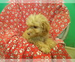 Small #2 F2 Aussiedoodle