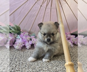 Pomeranian Puppy for sale in ORRVILLE, OH, USA