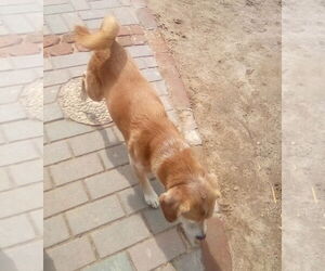 Sammy-his BFF is roomy - Male Beagle Dog for Adoption - Photo #10