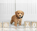Small Photo #6 Poodle (Miniature) Puppy For Sale in WARSAW, IN, USA