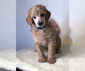 Poodle (Standard) Litter for sale in IRONTON, OH, USA