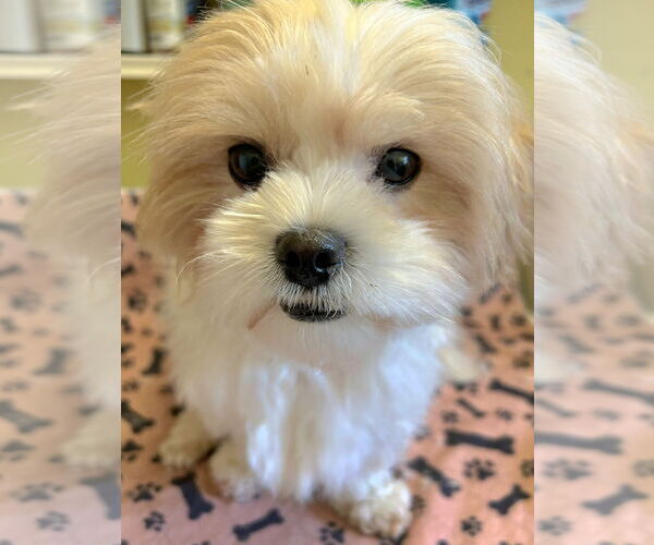 Medium Photo #2 Zuchon Puppy For Sale in Lebanon, PA, USA