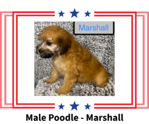 Poodle (Miniature) Puppy for sale in AZLE, TX, USA