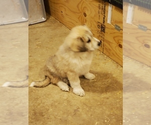 Great Pyrenees Puppy for sale in WOODBURY, TN, USA