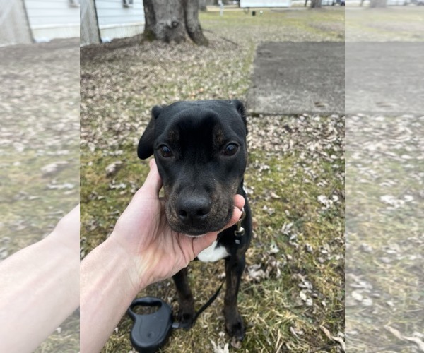 Medium Photo #9 American Pit Bull Terrier-Plott Hound Mix Puppy For Sale in New Hampton, NY, USA