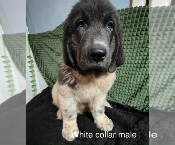 Medium Photo #24 Newfoundland Puppy For Sale in AURORA, IN, USA