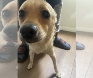 Bear - Male Chihuahua Dog for Adoption - Photo #2