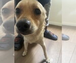 Small #1 Chihuahua