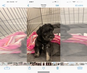 Schnauzer (Miniature) Puppy for sale in CUTLER BAY, FL, USA