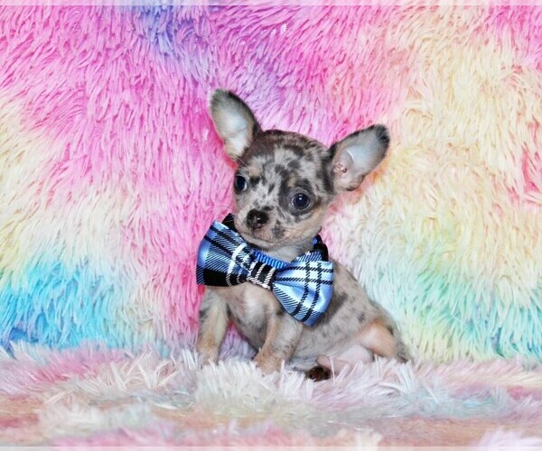 Medium Photo #39 Chihuahua Puppy For Sale in CHARLESTON, AR, USA