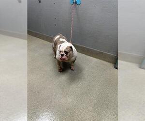 Bulldog-Unknown Mix Dogs for adoption in Las Vegas, NV, USA