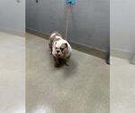 Small Bulldog Mix