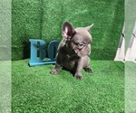 Small Photo #1 French Bulldog Puppy For Sale in MIRA LOMA, CA, USA