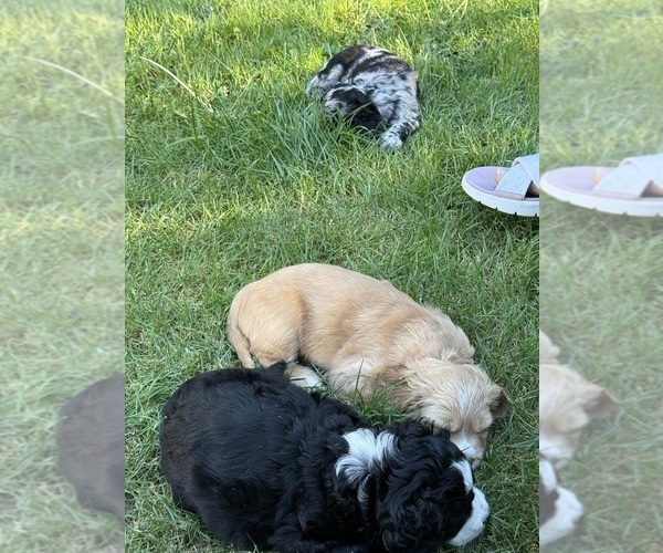 Medium Photo #3 Cocker Spaniel-Sheepadoodle Mix Puppy For Sale in SAMMAMISH, WA, USA