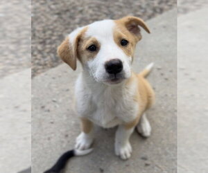 Mutt Dogs for adoption in Bemidji, MN, USA