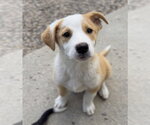 Small Mutt