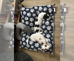 Jack Russell Terrier Puppy for sale in SACRAMENTO, CA, USA