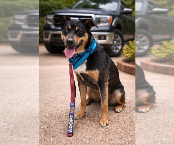 Medium Photo #3 Mutt Puppy For Sale in Euless, TX, USA