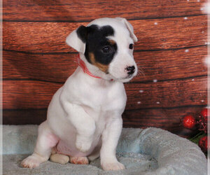 Jack Russell Terrier Puppy for sale in PENNS CREEK, PA, USA