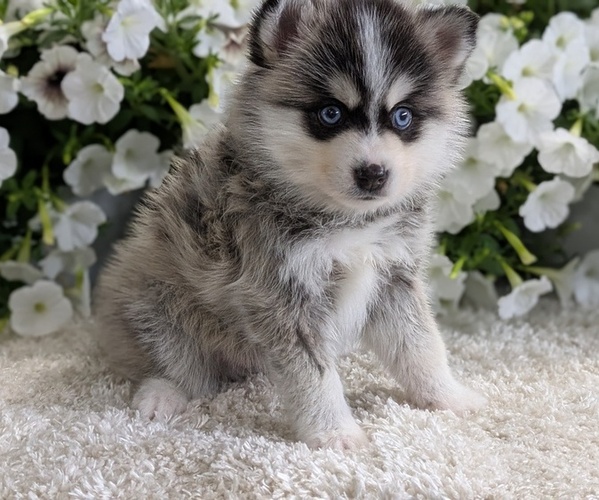 Medium Photo #20 Pomsky Puppy For Sale in GOSHEN, IN, USA