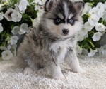 Small #8 Pomsky