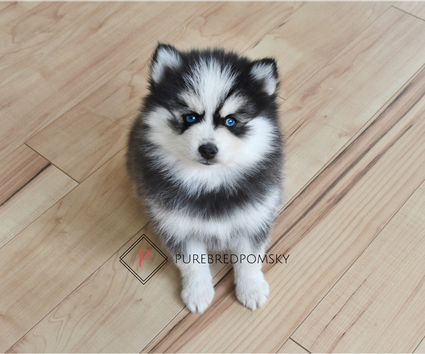 Medium Photo #4 Pomsky Puppy For Sale in KANSAS CITY, MO, USA