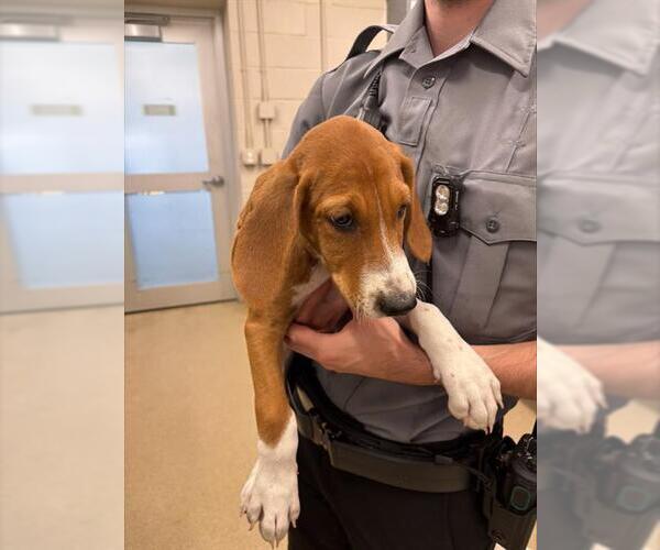 Medium Photo #1 Treeing Walker Coonhound-Unknown Mix Puppy For Sale in Grand Prairie, TX, USA
